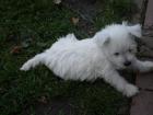 West Highland Terrier 8 Wochen 1 AA geimpft,gechipt usw. mit Stammbaum 390,- Eur