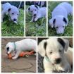 Jack Russel