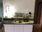 Schildkröten Aquarium komplettset +2 Schildkröten 