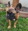 Französische Bulldoggen Welpen 