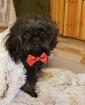 Deckrüde Shih Tzu