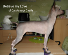 Chinese Crested Hairless Hündin sucht neues zu Hause