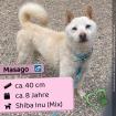 Masago (m), 8 Jahre, 40cm, Slowakei (NB)