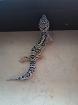 1.0 Leopardgecko nz25