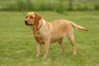 Labrador Hündin / perfekter Familien Hund