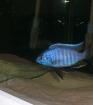 Malawi barsche 