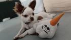 Deckrüde nur für Chihuahuas 