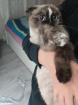 Weibliche Katze ??
