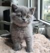 Britisch Kurzhaar BKH Kitten 2fach geimpft