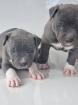 American Bully XL welpen 