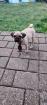 Mops Welpe 