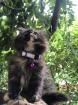 Katze Dori sucht ein liebevolles Zuhause …