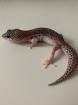 1.0 Mack super Snow Het Diablo Blanco Leopardgecko Männchen Enz 23 abzugeben Übe