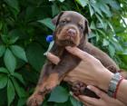 Dobermann welpen