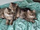 4 Süßes BKH und BLH-Kitten !
