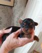 Süsse Bolonka - Yorkshire Terrier Mix-Welpen