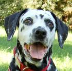 JOSY DA - weiblich  11 Jahre  60 cm  30 kg  Dalmatiner  Gechipt  Kastriert