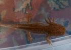 Aquarium 250l  mit 2 Axolotl