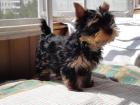 Männliche und weibliche Yorkshire Terrier Welpen zu verkaufen