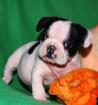  Französisch Bulldog Welpen