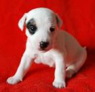 7 Pason Jack Russell Welpen   Hamburg
