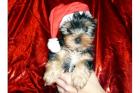Reinrassige MINI Yorkshire Terrier !!