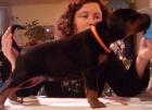 Dobermann Welpen mit guter Qualität zu Verkaufen