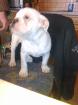 Englische Bulldogge Rüde 13 Wochen sucht ein zuhause