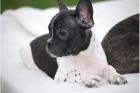 Reinrassige Französische Bulldog Welpen