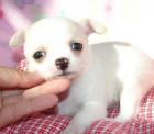 Supersüsse reinrassige Chihuahua Welpen !!