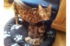 6 BengalKatzen mit Papieren
