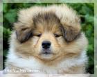 Colliewelpen mit VDH Papieren