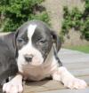 American Staffordshire Terrier: Blau