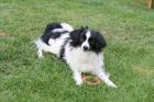 Phalene (Zwergspaniel) sucht super Zuhause