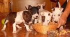 Wunderschöne Miniatur Bullterrier (Rüde) mit VDH/ FCI Papieren
