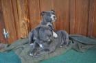 Pitbull blueline welpen10 Wochen alt abzugeben!