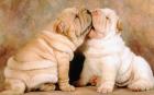 Atemberaubende Shar-Pei Welpen zu verkaufen