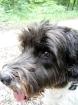 Hunde: Machen Sie Ihre Website bekannt
