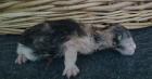 Dangerfjords Norwegischewaldkatzen in N R W Essen  haben süsse, Typfolle Kitten,