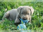 Zuckersüße Labrador-Welpen suchen ein neues zuhause