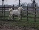 Partbred Araber Cremello Stutfohlen