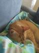 Kater, kastriert