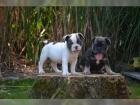 Reinrassige Französische Bulldogge Welpen