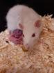 Baby Ratten