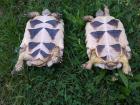 1,1 Breitrandschildkröten NZ 012
