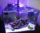 Kleines Meerwasser-Aquarium (55 L), mit Besatz, Technik und viel Zubehör