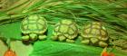 Sulcata  Spornschildkröte  Nachzucht2021