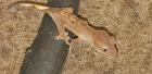 0.0.2 Correlophus Ciliatus , Kronengecko , Gecko