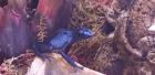 0.0.3 Dendrobates azureus