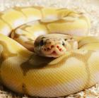 Königspythons Banana Bumblebee